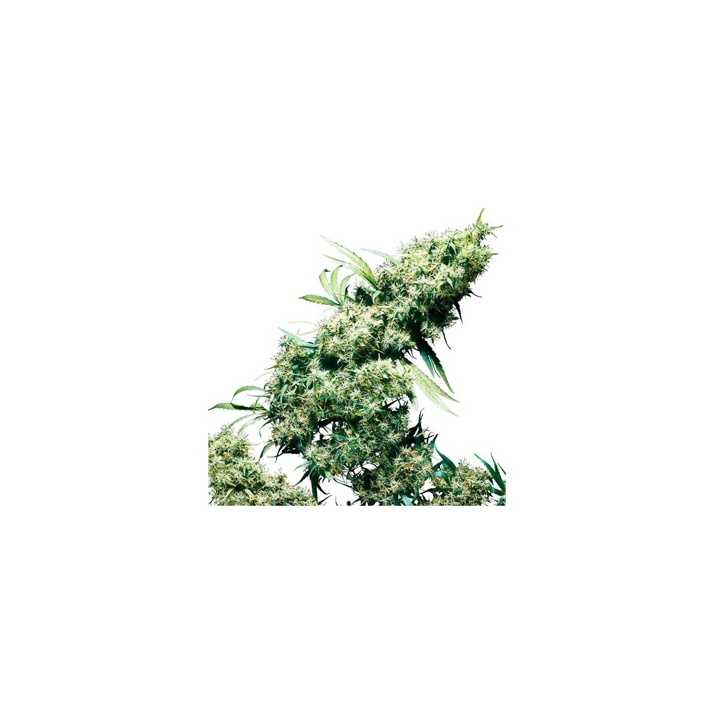 Jamaican Pearl Regular de Sensi Seeds