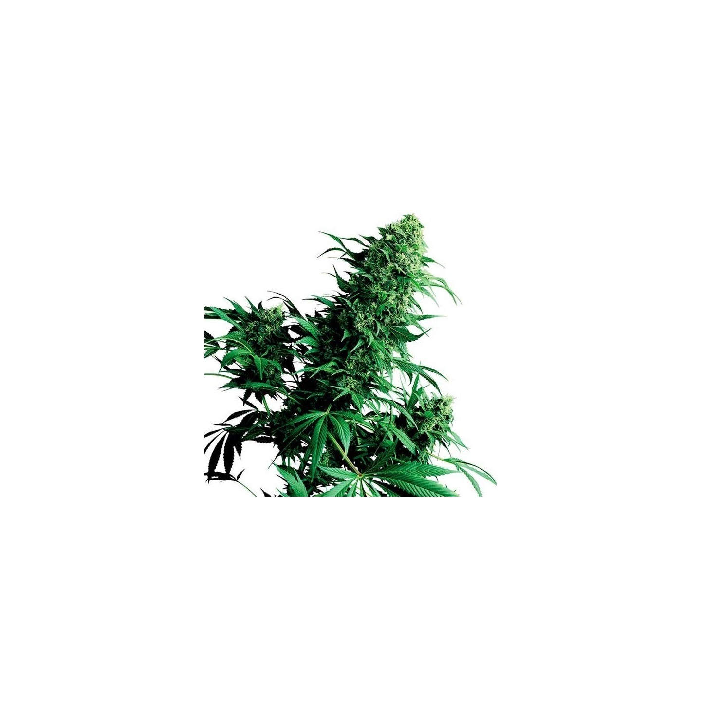 Shiva Shanti Regular de Sensi Seeds