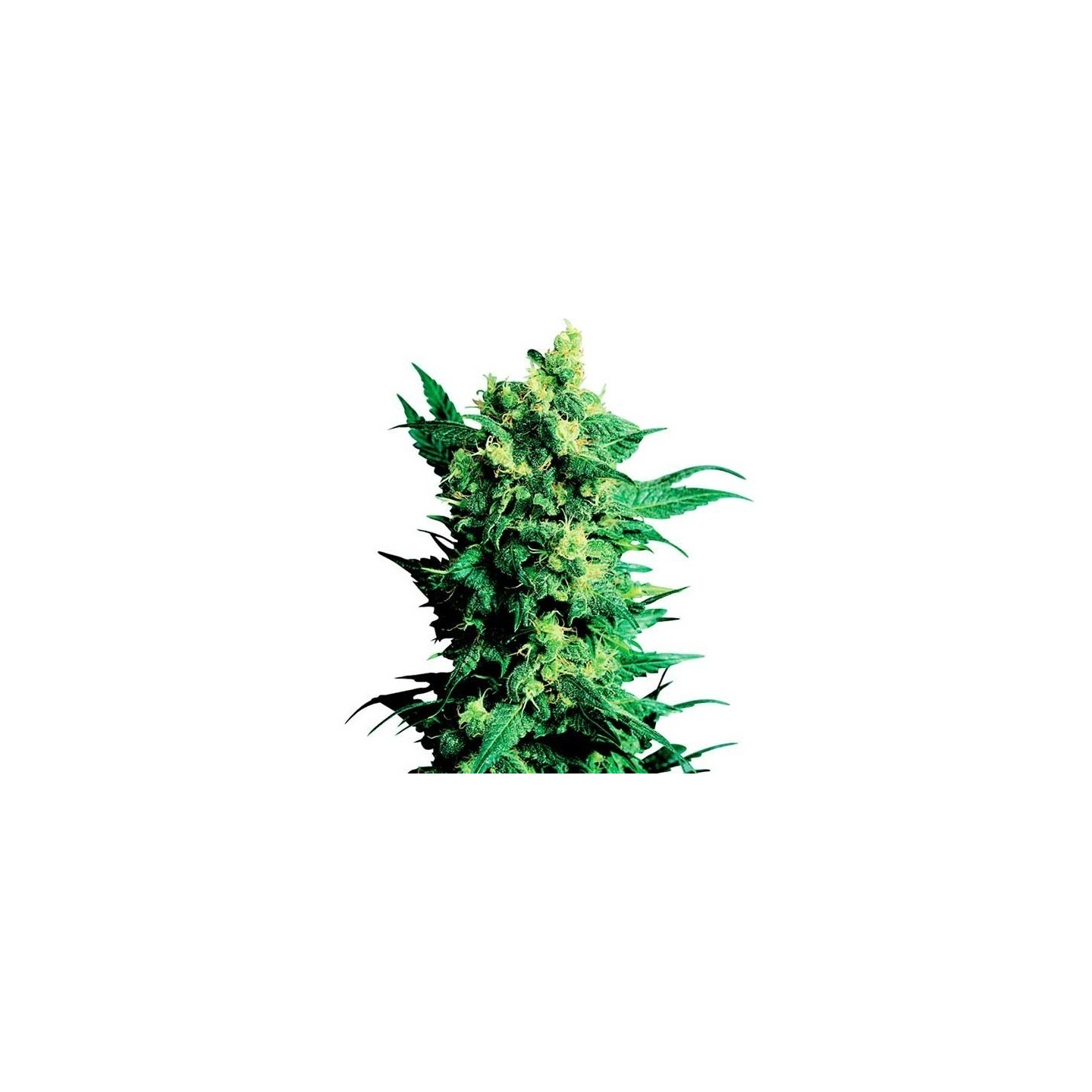 Shiva Shanti II Regular de Sensi Seeds