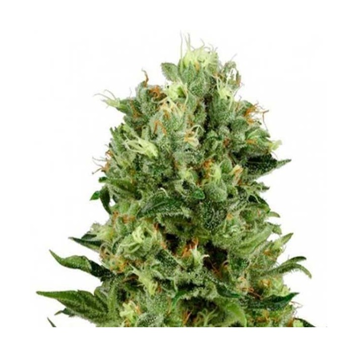 Skunk Mass Autofloreciente Feminizada de Advanced Seeds