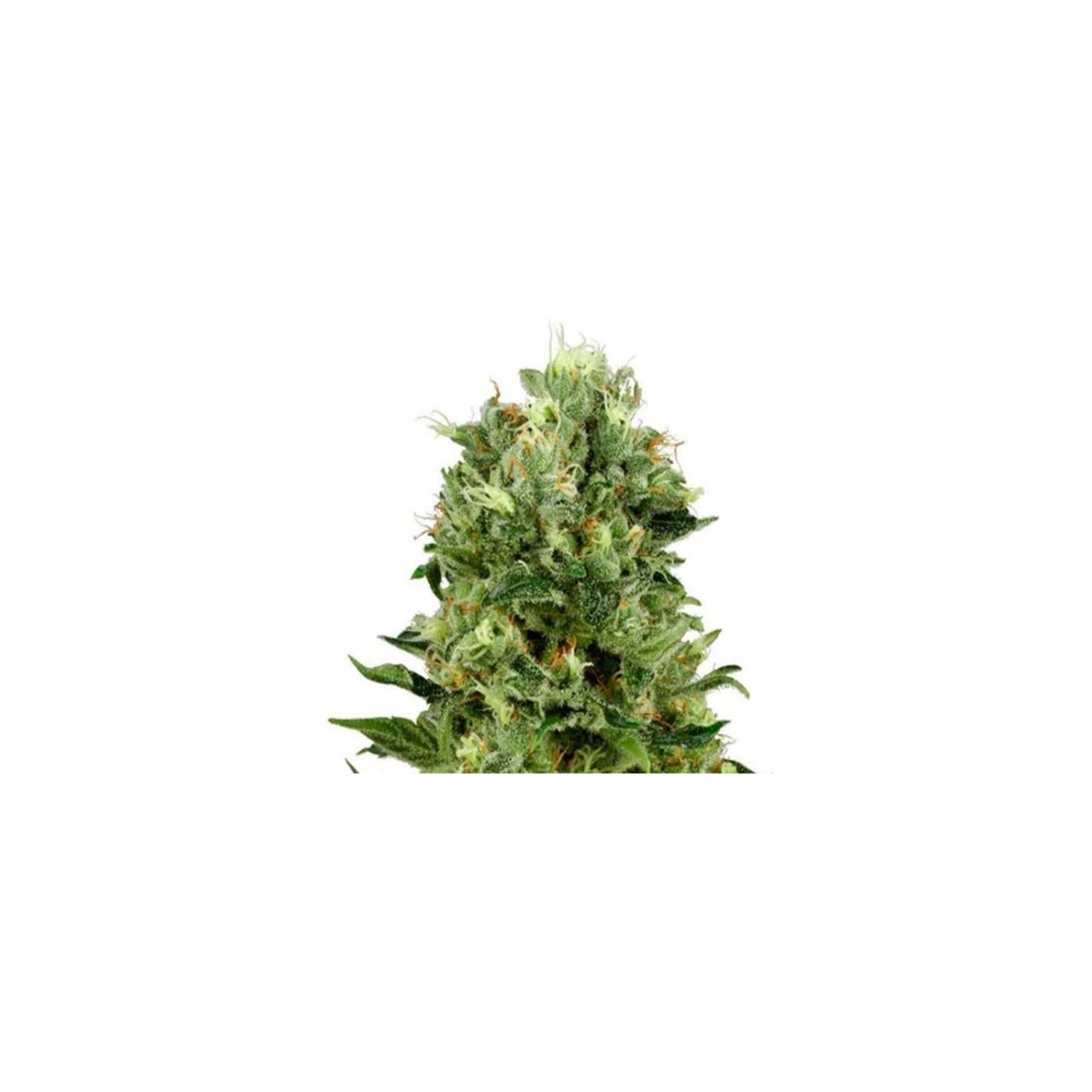 Skunk Mass Autofloreciente Feminizada de Advanced Seeds
