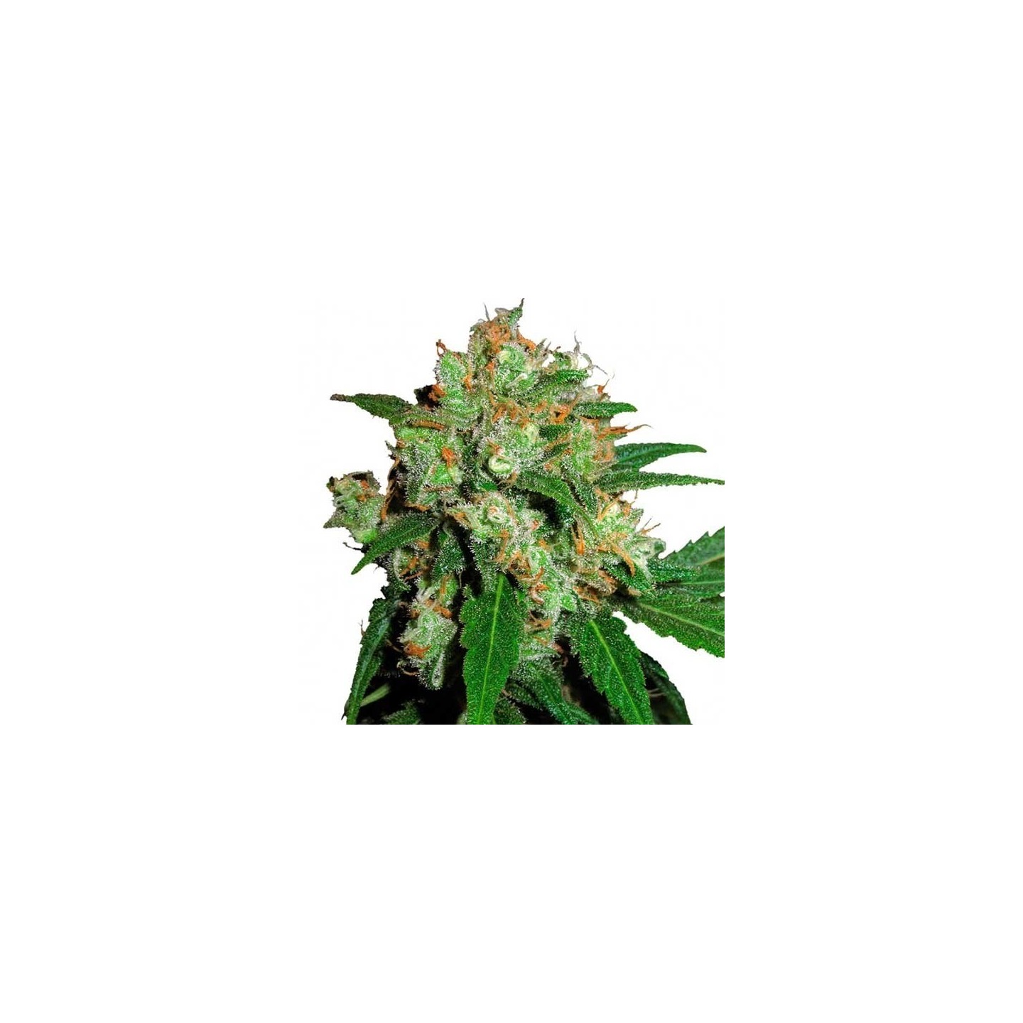 Sensi Skunk Feminizada de Sensi Seeds