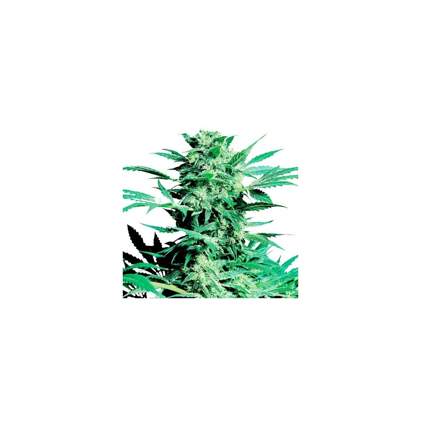 Shiva Skunk Feminizada de Sensi Seeds