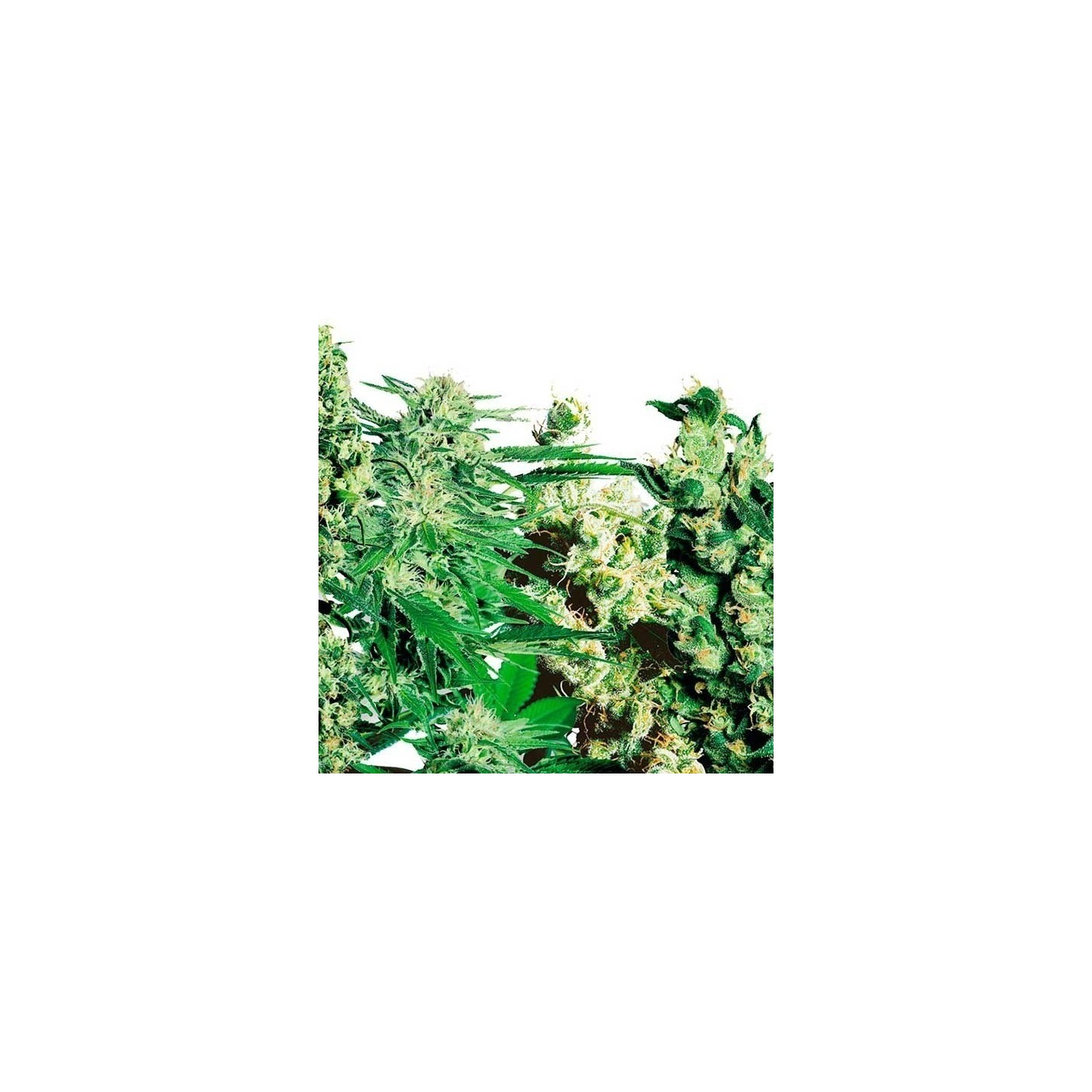 Feminized Mix Feminizada de Sensi Seeds