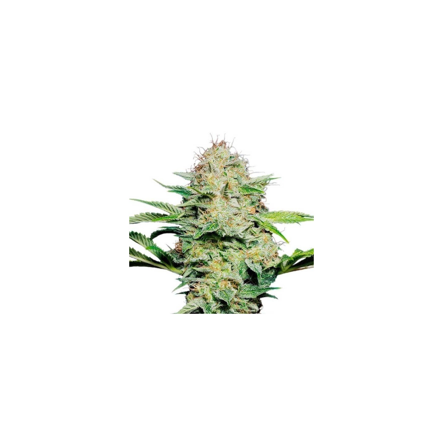 Sensi Skunk Autofloreciente Feminizada de Sensi Seeds