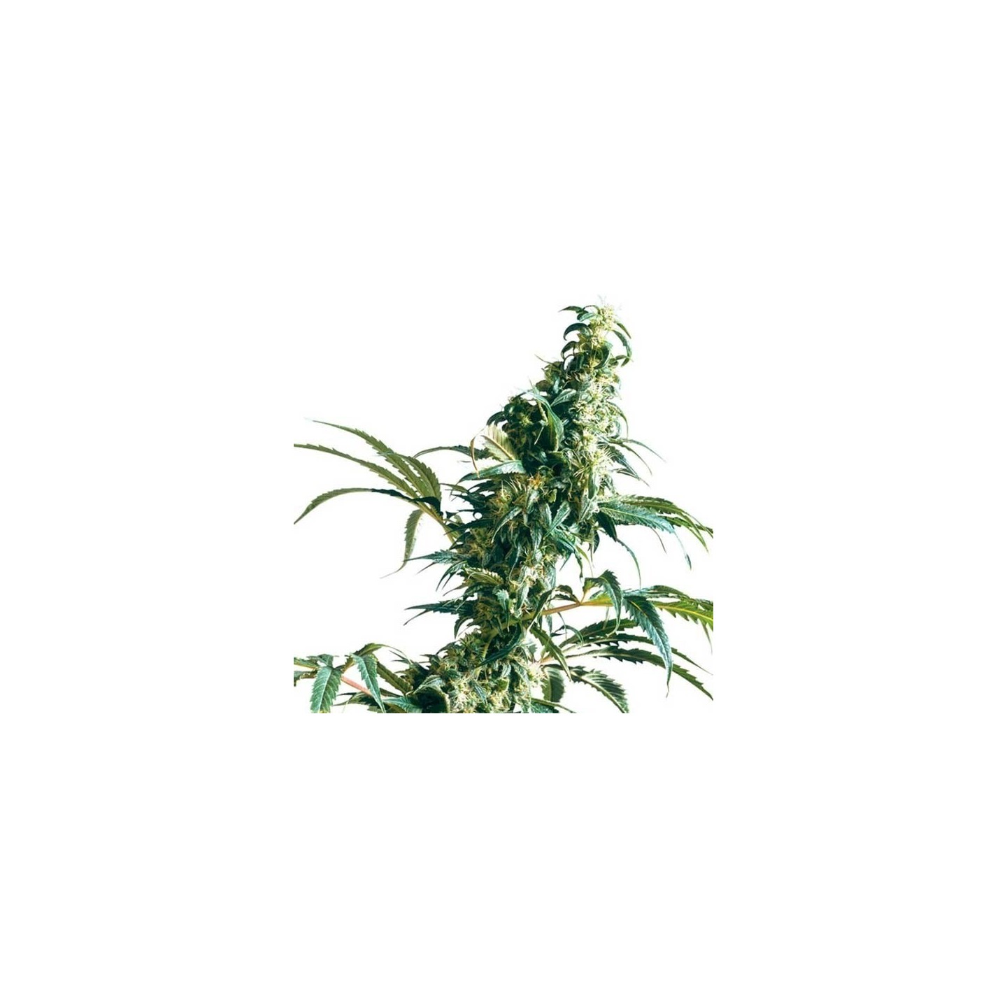 Mexican Sativa Regular de Sensi Seeds