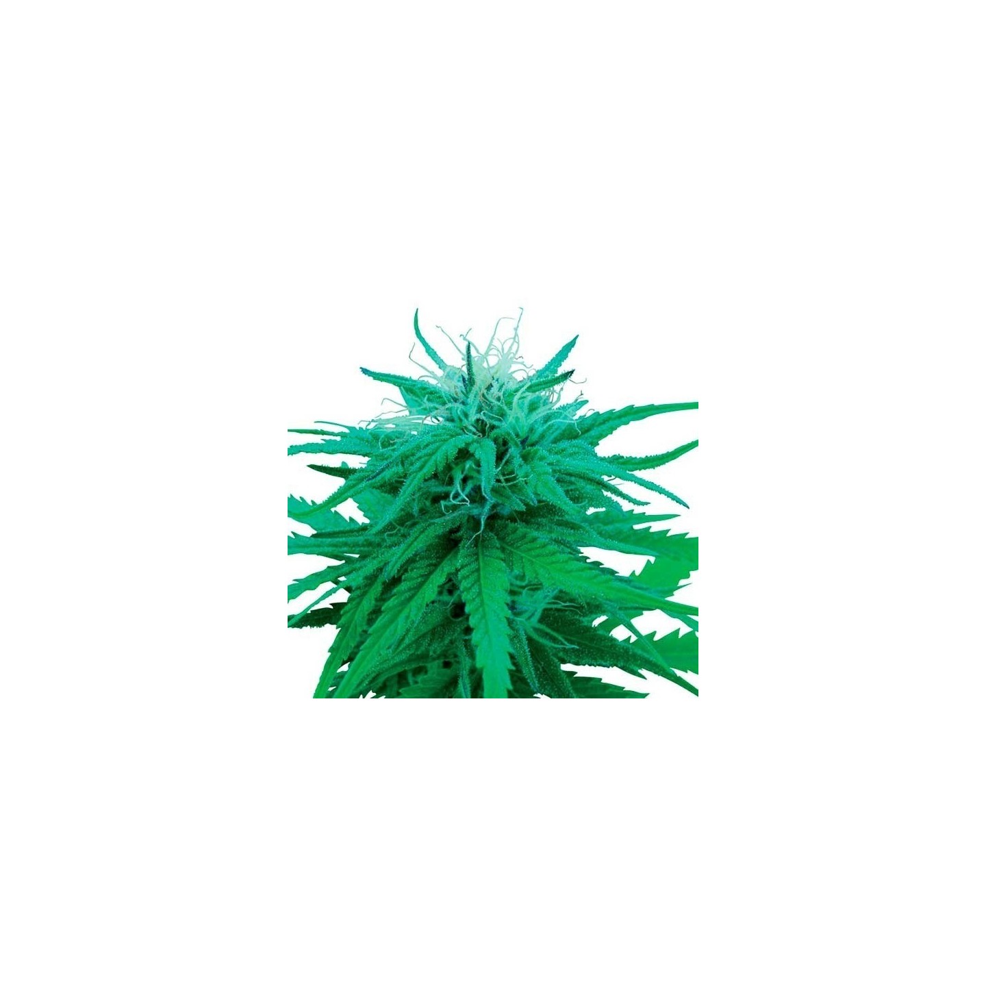 Ruderalis Indica Regular de Sensi Seeds