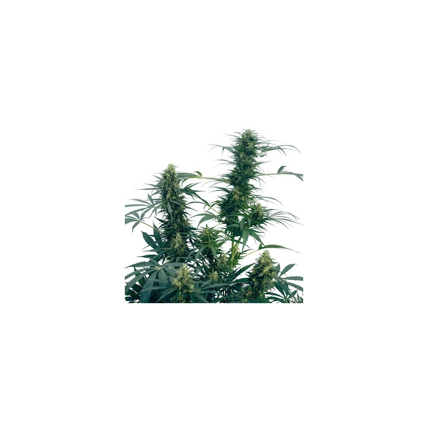 Guerrilla's Gusto Regular de Sensi Seeds