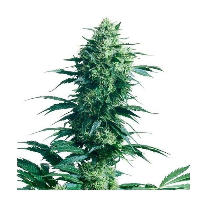 Mother's Finest Regular de Sensi Seeds