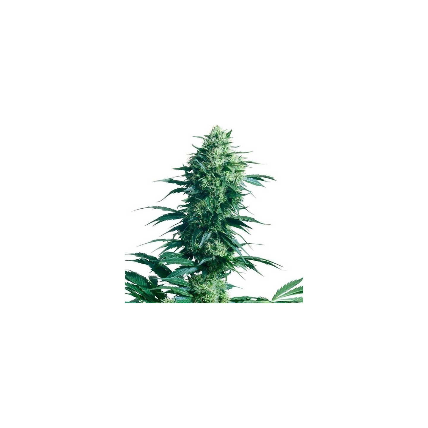 Mother's Finest Regular de Sensi Seeds