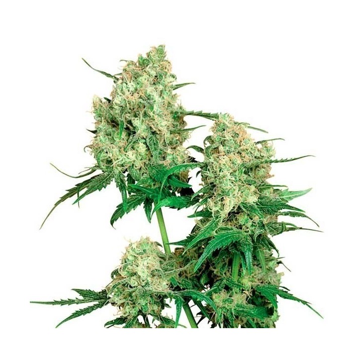 Maple Leaf Indica Regular de Sensi Seeds