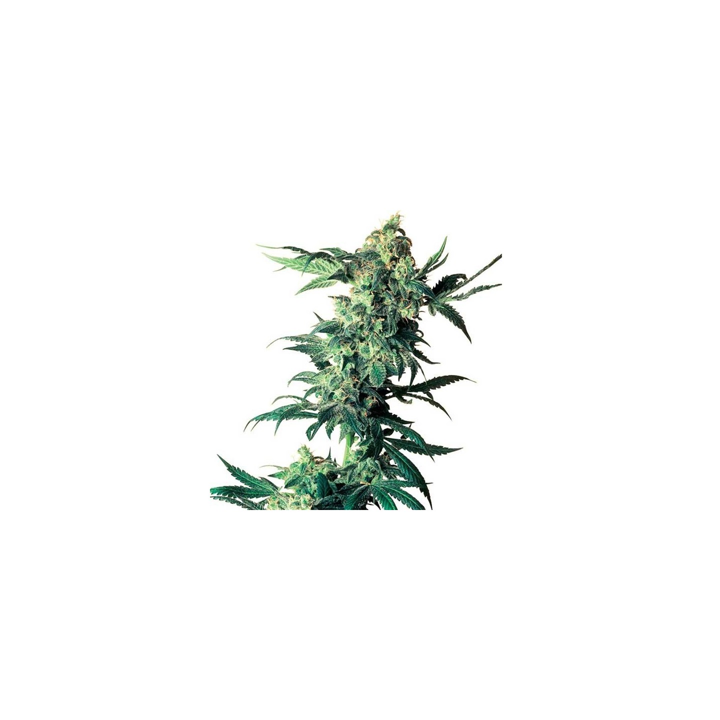 Northern Lights Regular de Sensi Seeds