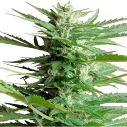 Sweet Dwarf Autofloreciente Feminizada de Advanced Seeds