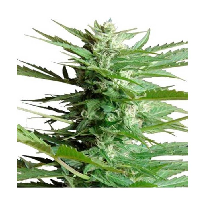 Sweet Dwarf Autofloreciente Feminizada de Advanced Seeds