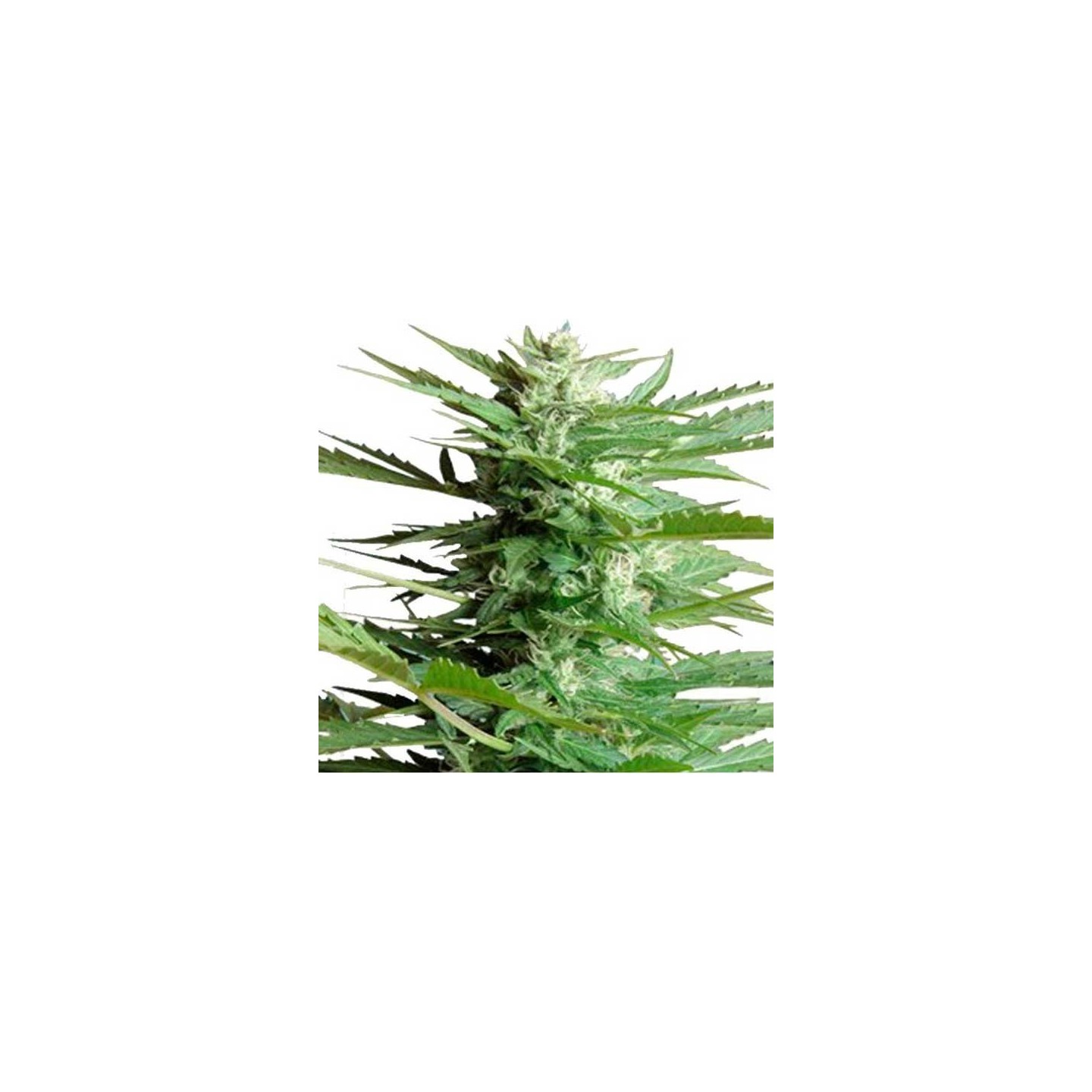 Sweet Dwarf Autofloreciente Feminizada de Advanced Seeds