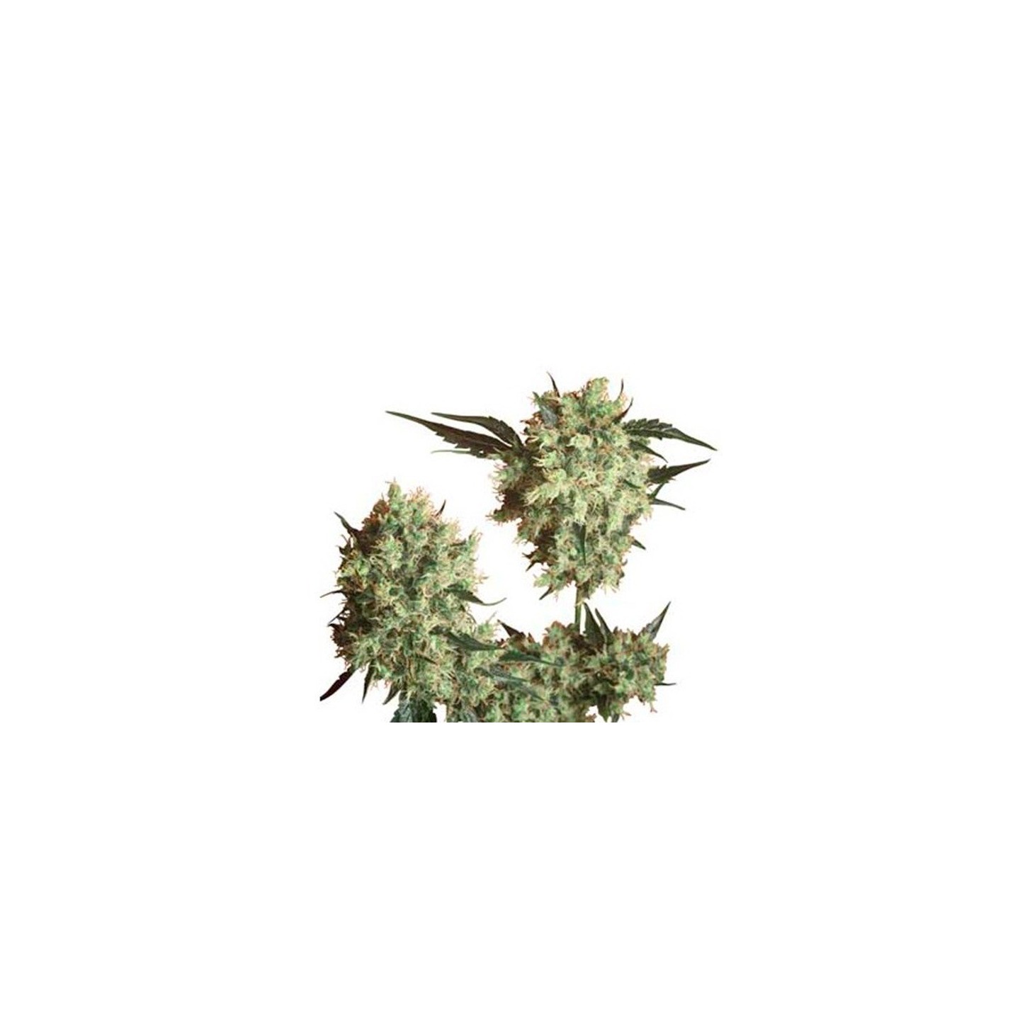 Marley's Collie Regular de Sensi Seeds