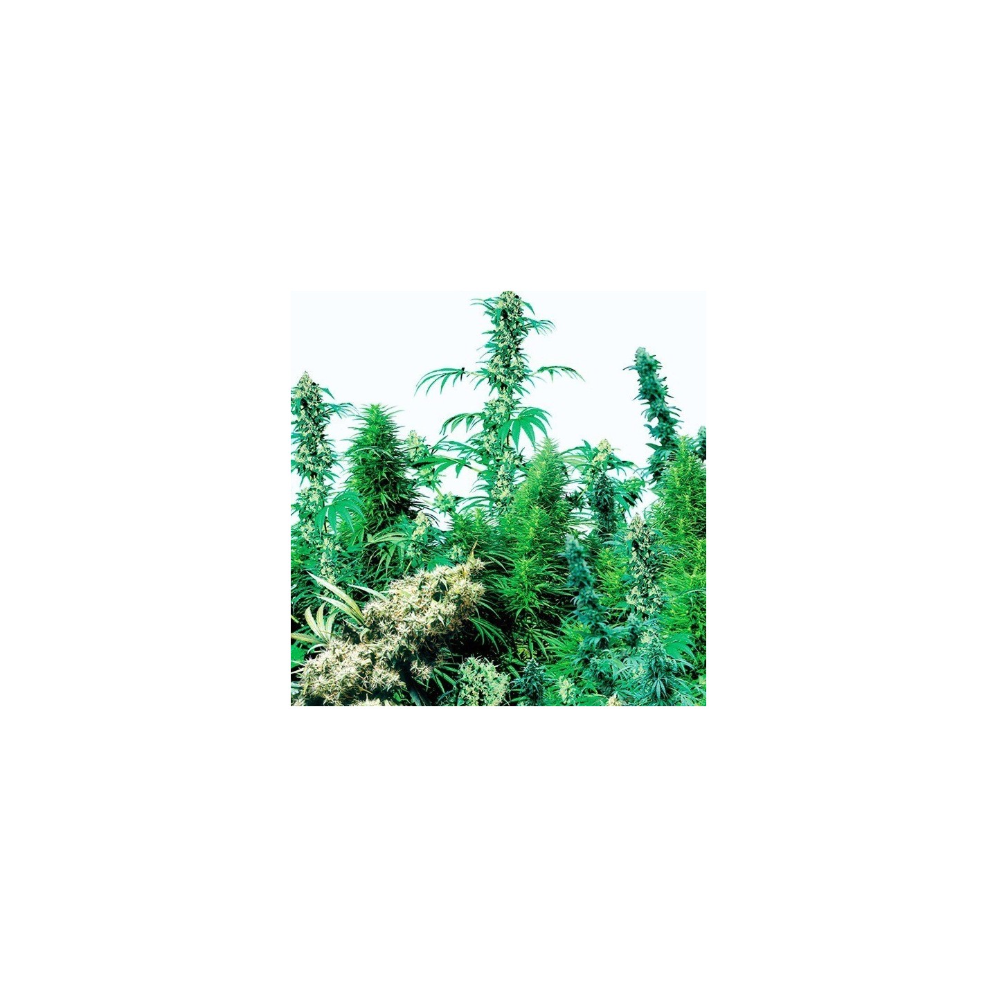 Outdoor Mix Regular de Sensi Seeds