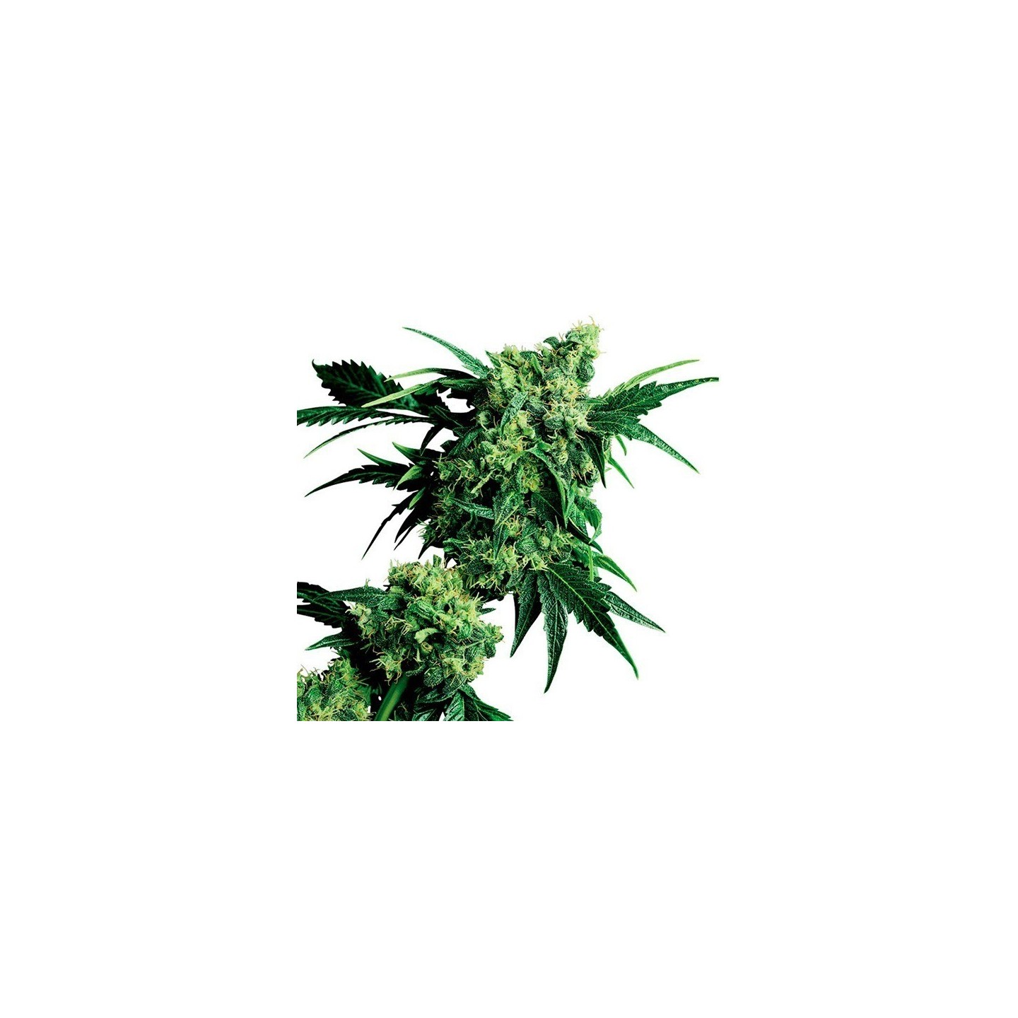 Mr. Nice G13 X Hash Plant Regular de Sensi Seeds