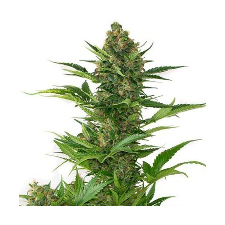 Amnesia XXL Autofloreciente Feminizada de Dinafem