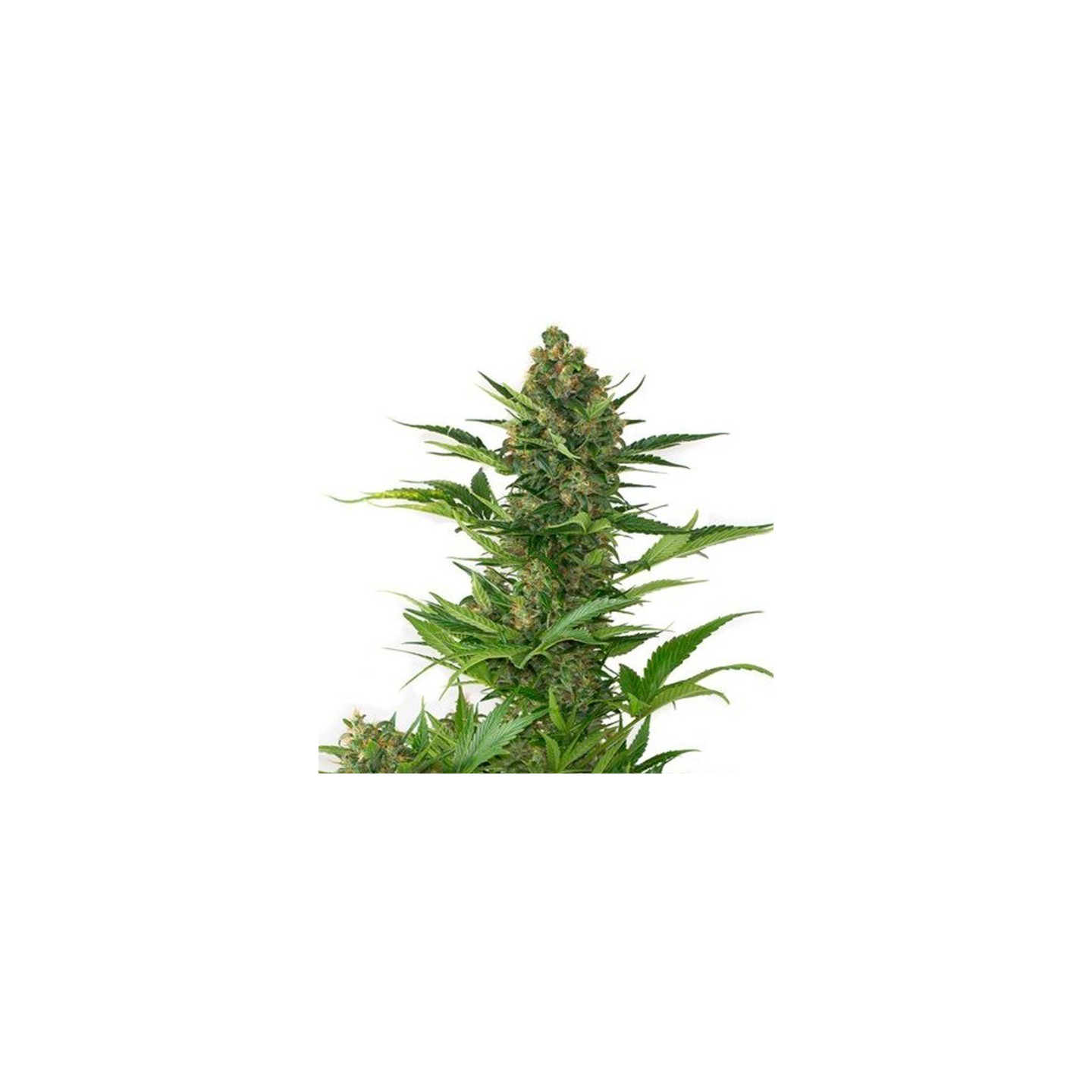 Amnesia XXL Autofloreciente Feminizada de Dinafem