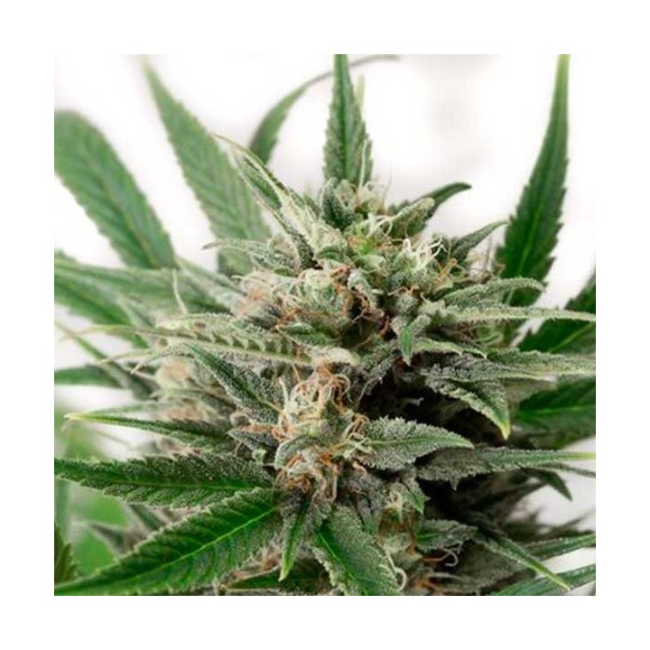 Blue Amnesia XXL Autofloreciente Feminizada de Dinafem