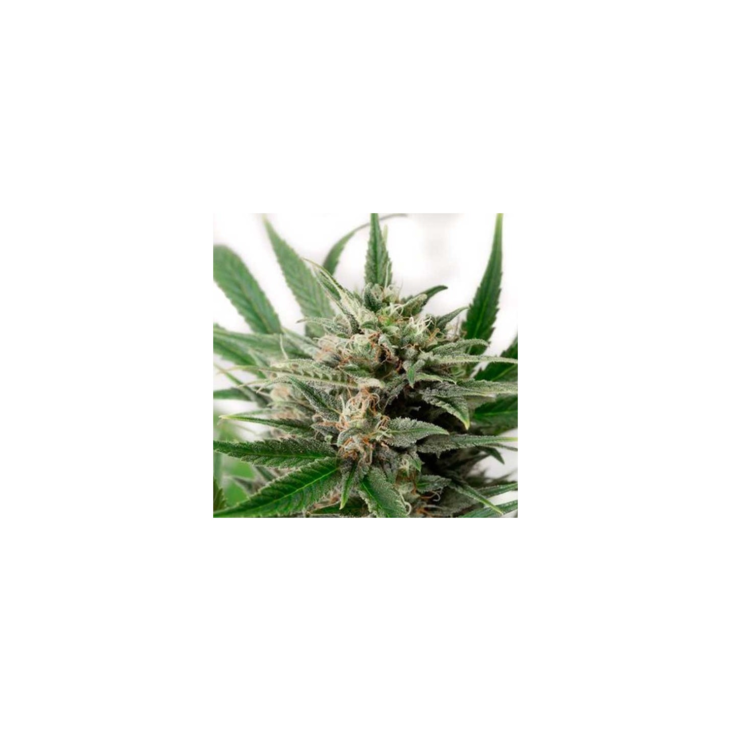 Blue Amnesia XXL Autofloreciente Feminizada de Dinafem