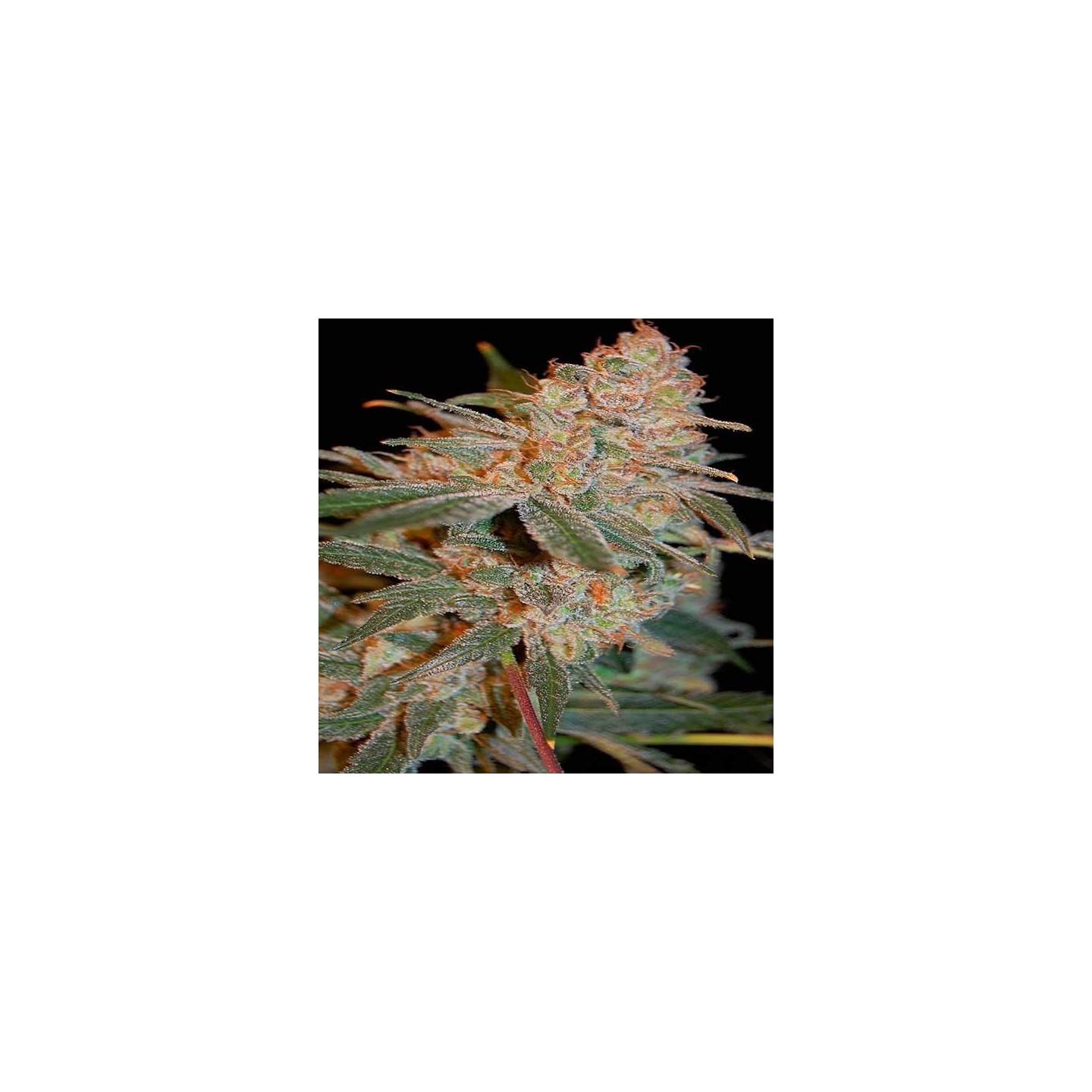 Black Diesel Feminizada de Advanced Seeds