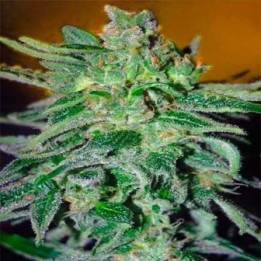 Haze Mist Feminizada de Advanced Seeds