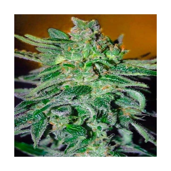 Haze Mist Feminizada de Advanced Seeds
