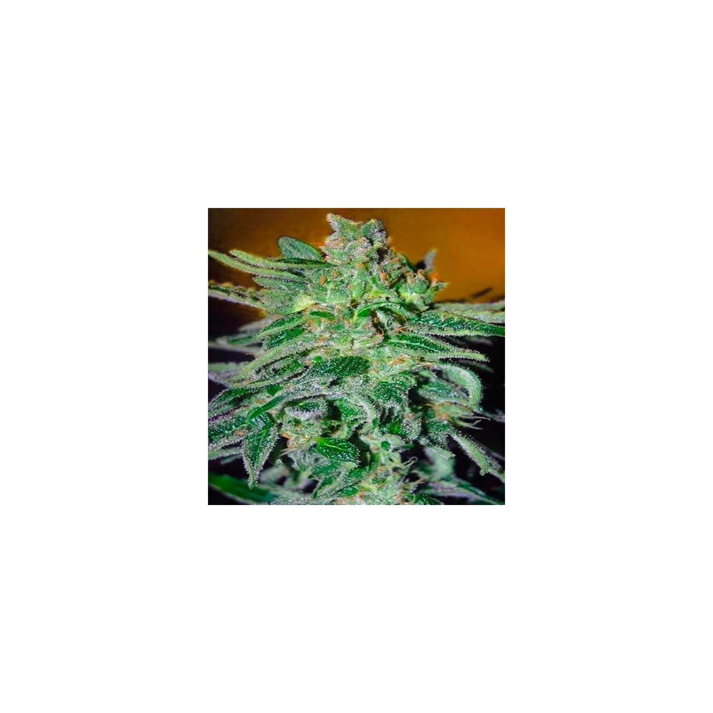 Haze Mist Feminizada de Advanced Seeds