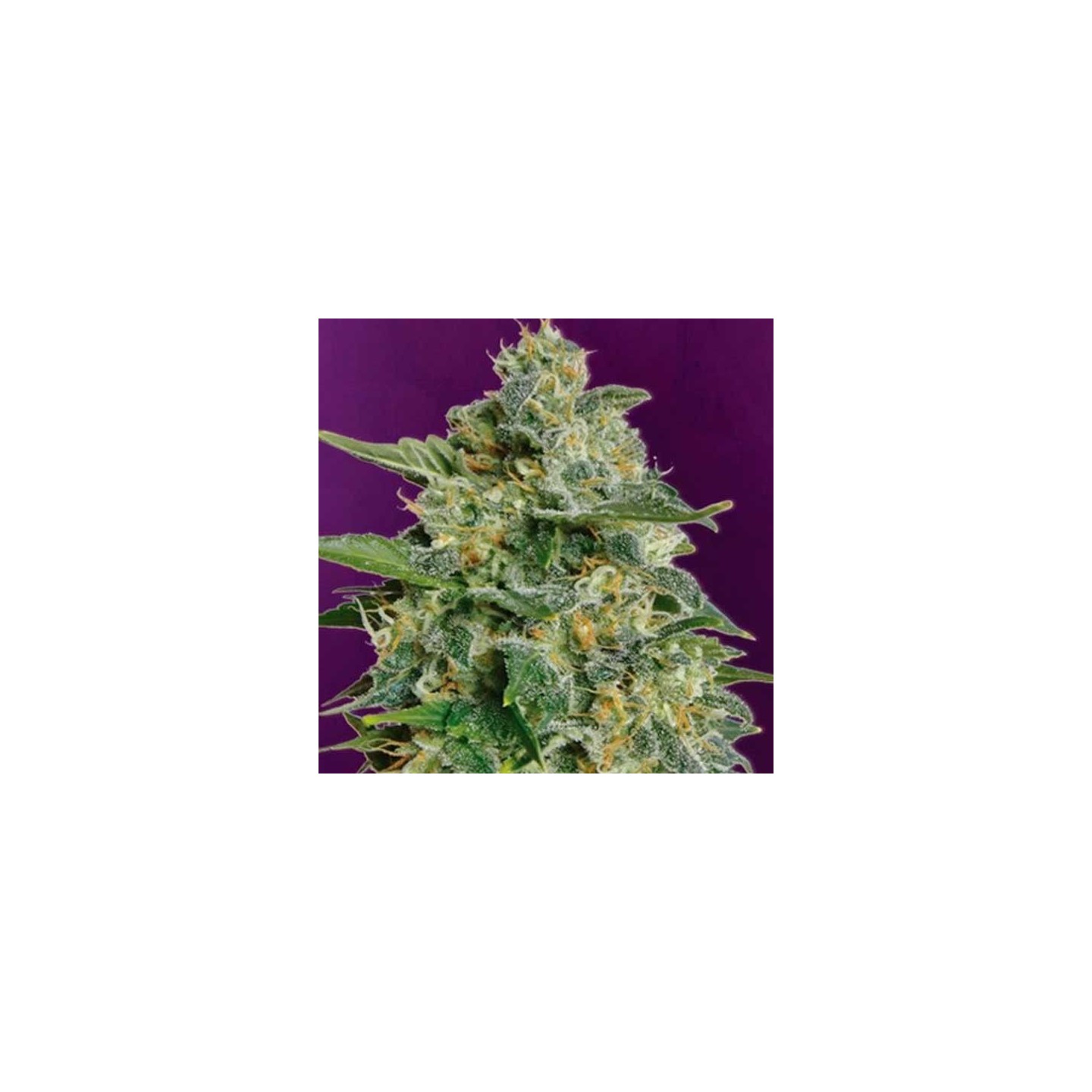 Heavy Bud Feminizada de Advanced Seeds