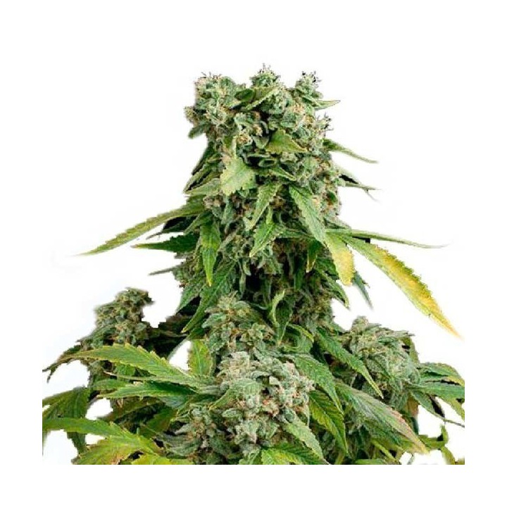Blue Cheese Autofloreciente Feminizada de Dinafem
