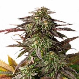 Blue Cheese Feminizada de Dinafem