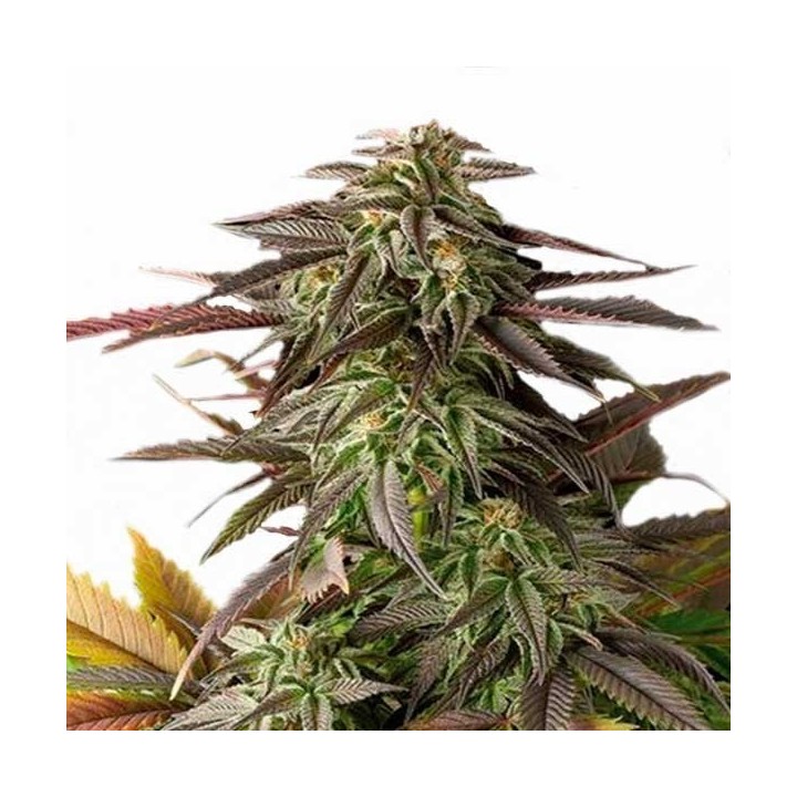 Blue Cheese Feminizada de Dinafem
