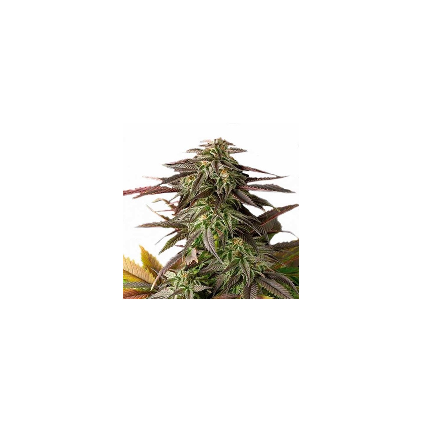 Blue Cheese Feminizada de Dinafem