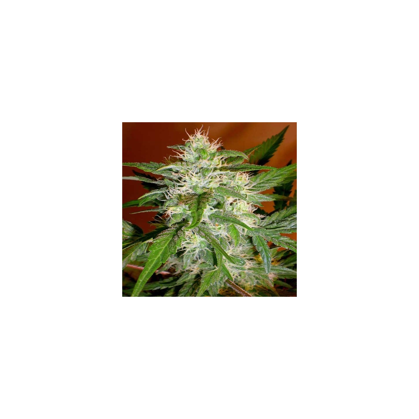 Kaya 47 Feminizada de Advanced Seeds