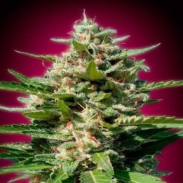 White Kush Feminizada de Advanced Seeds