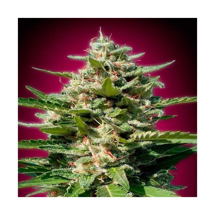 White Kush Feminizada de Advanced Seeds