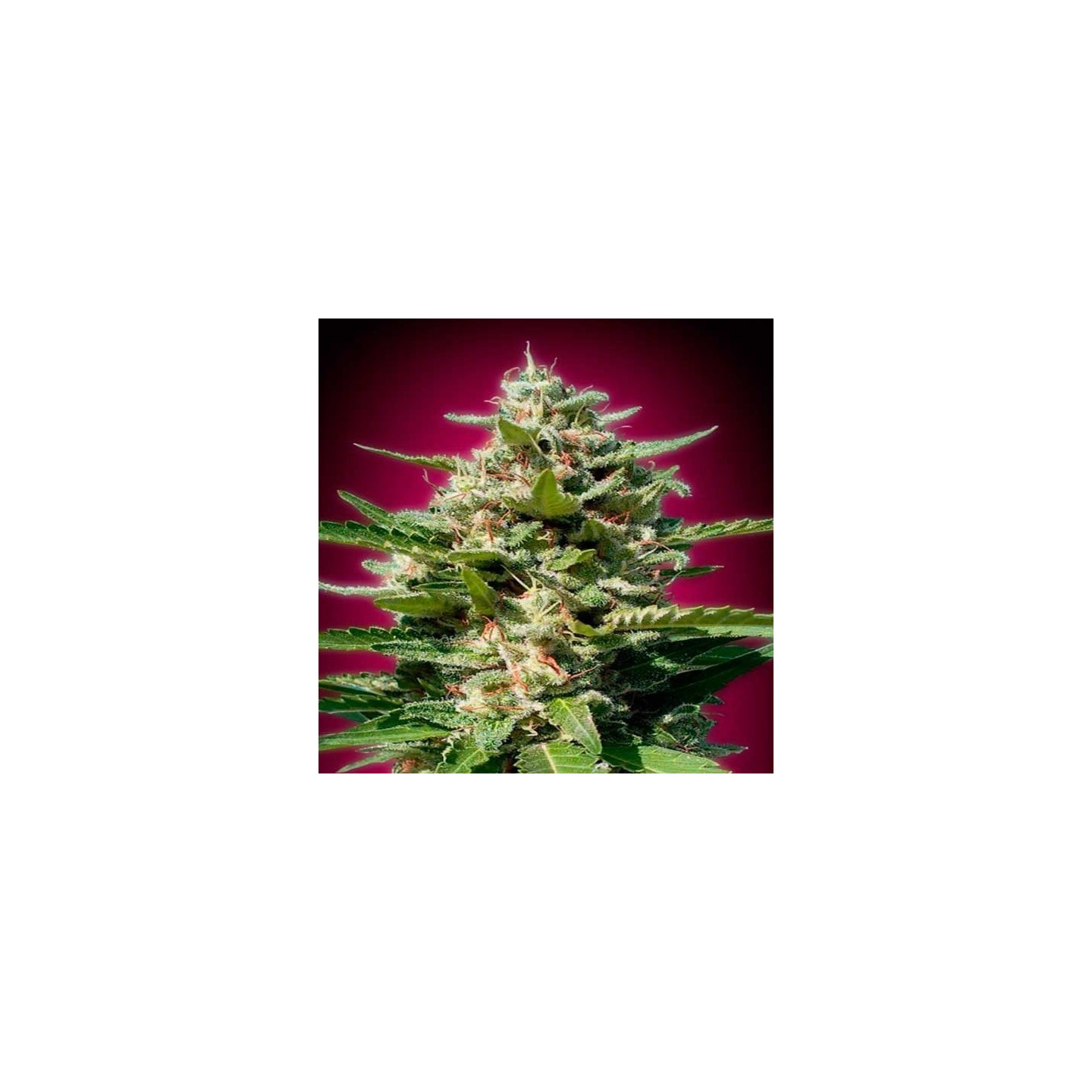 White Kush Feminizada de Advanced Seeds