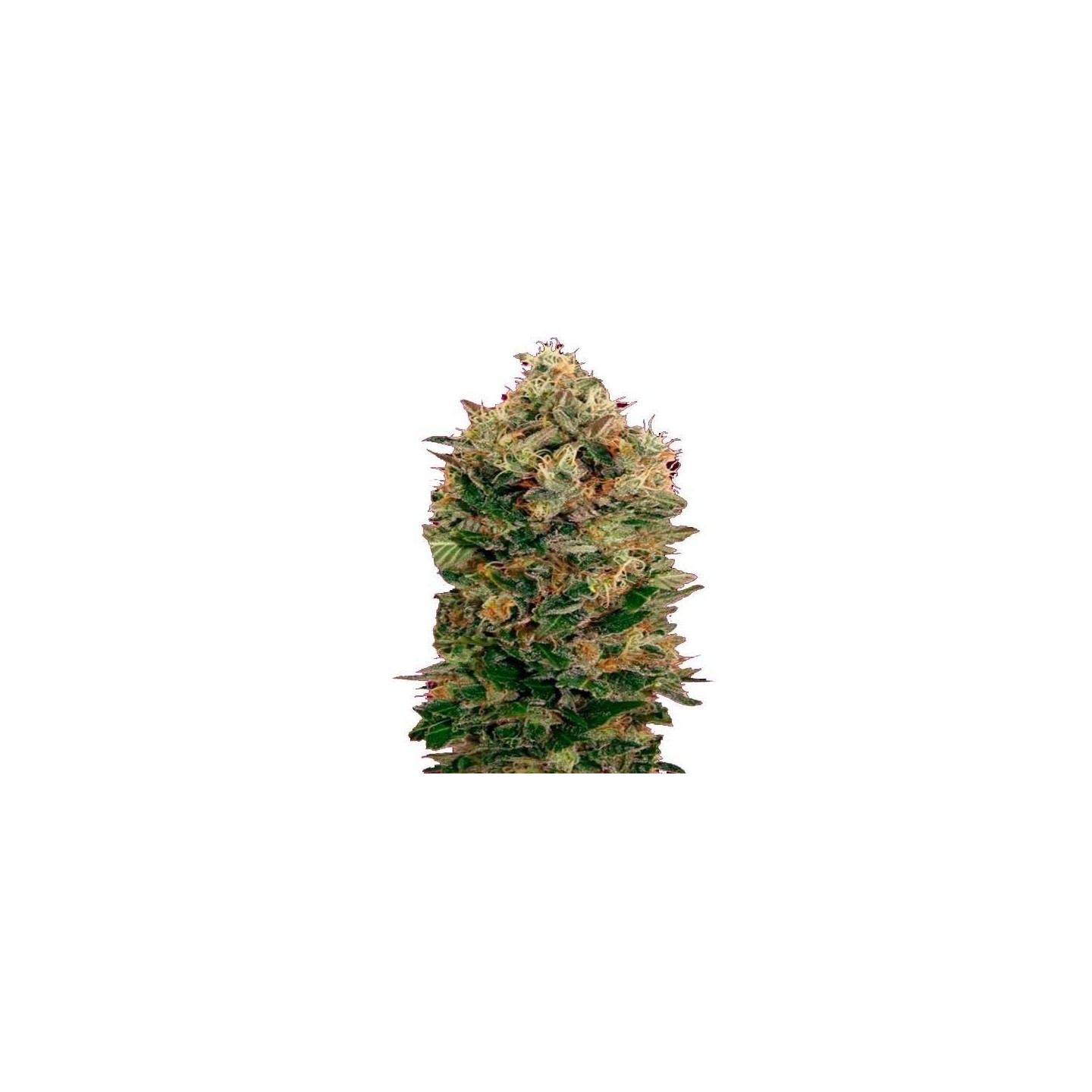 Black Diesel Autofloreciente Feminizada de Advanced Seeds