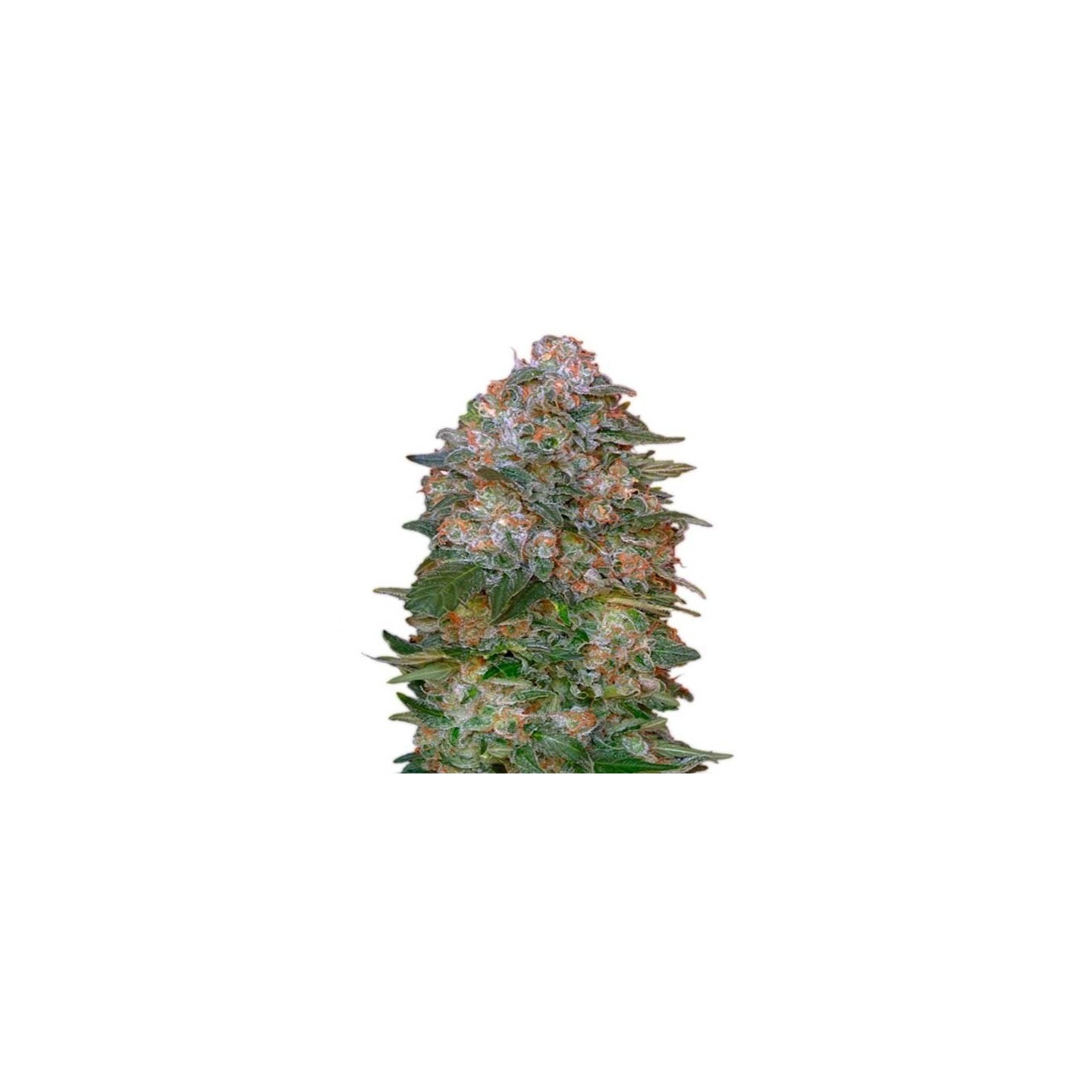 Critical Soma Autofloreciente Feminizada de Advanced Seeds