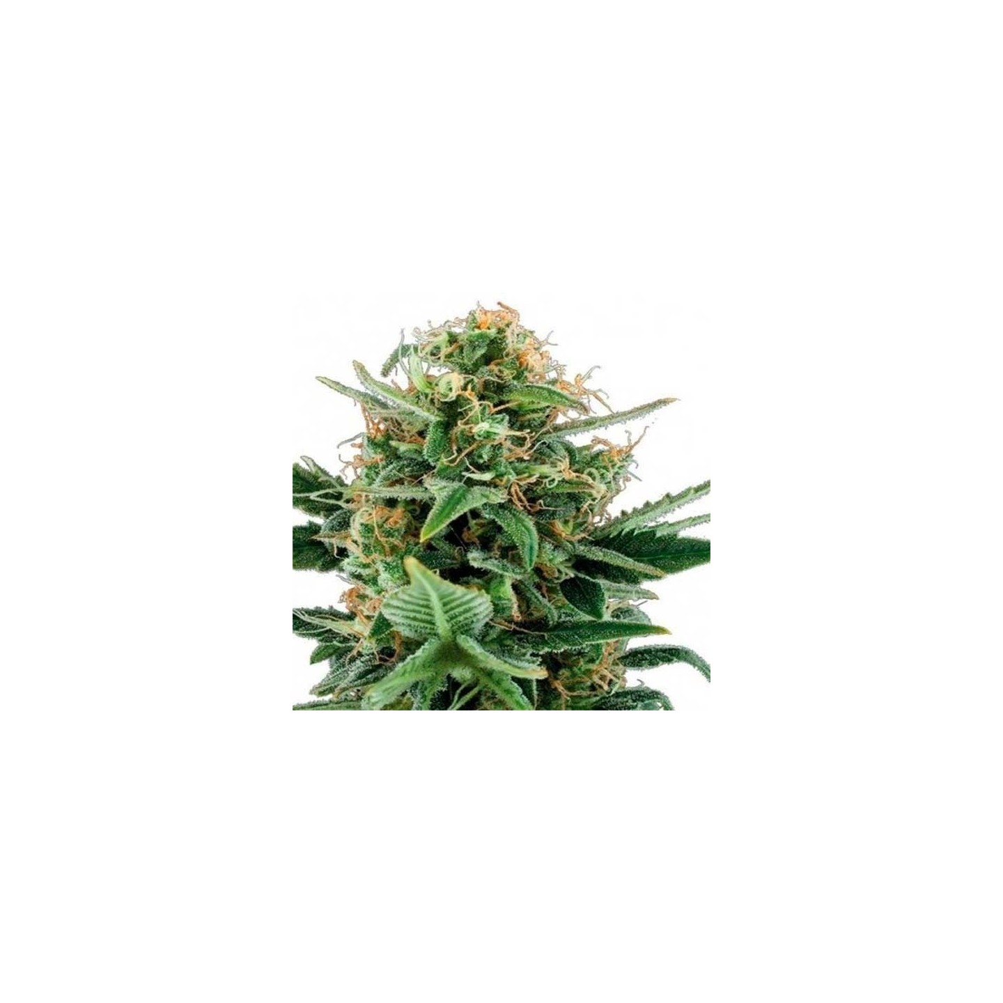 Jack Herer Autofloreciente Feminizada de Advanced Seeds