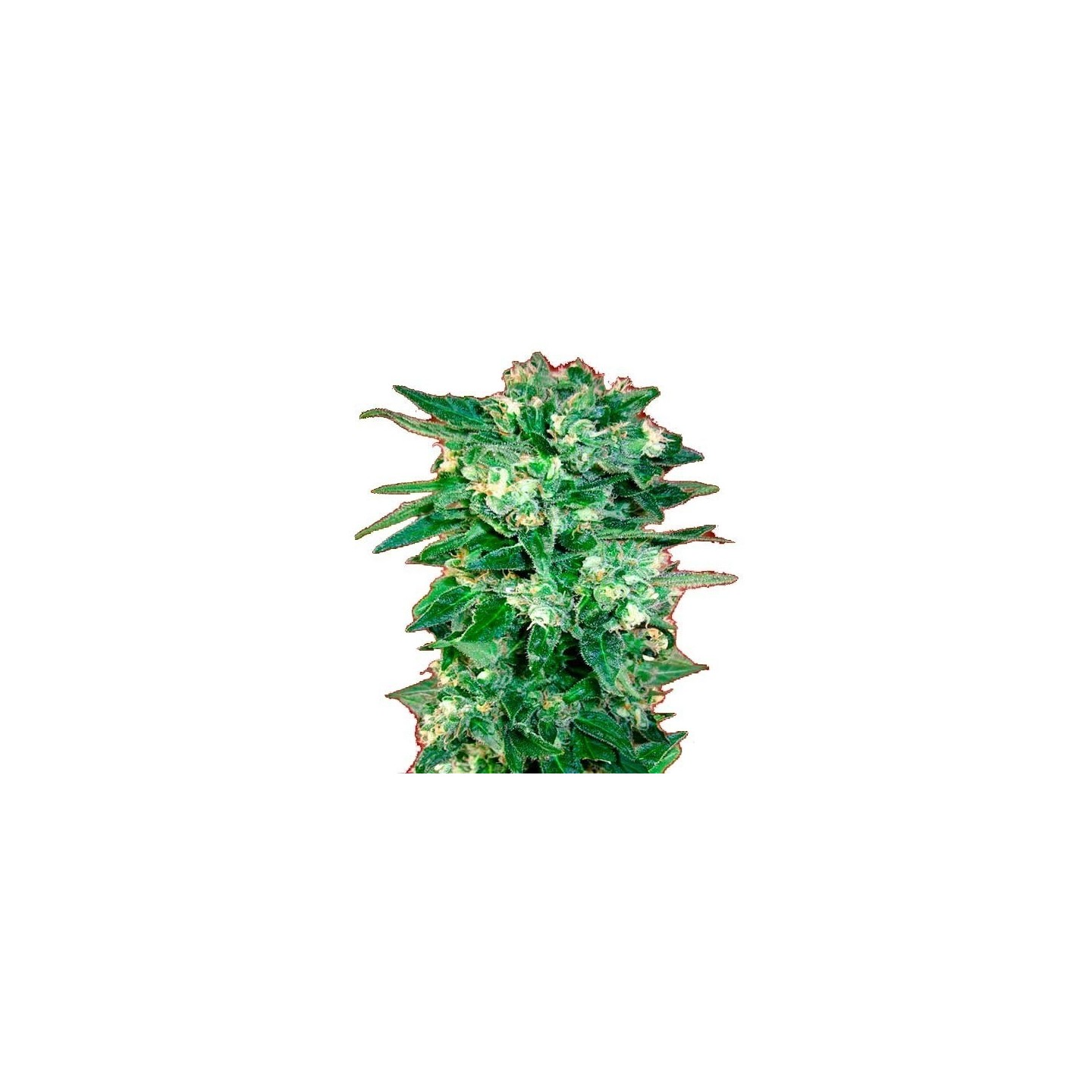 Kaya 47 Autofloreciente Feminizada de Advanced Seeds