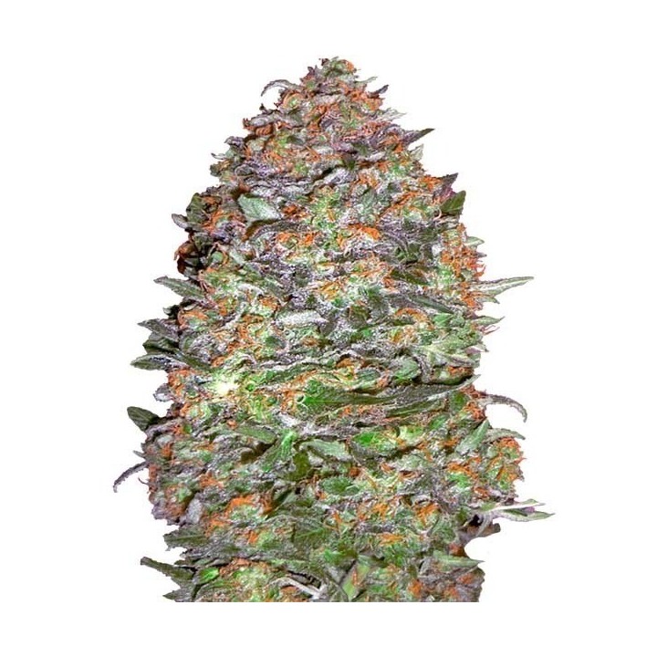 Nyc Diesel Autofloreciente Feminizada de Advanced Seeds
