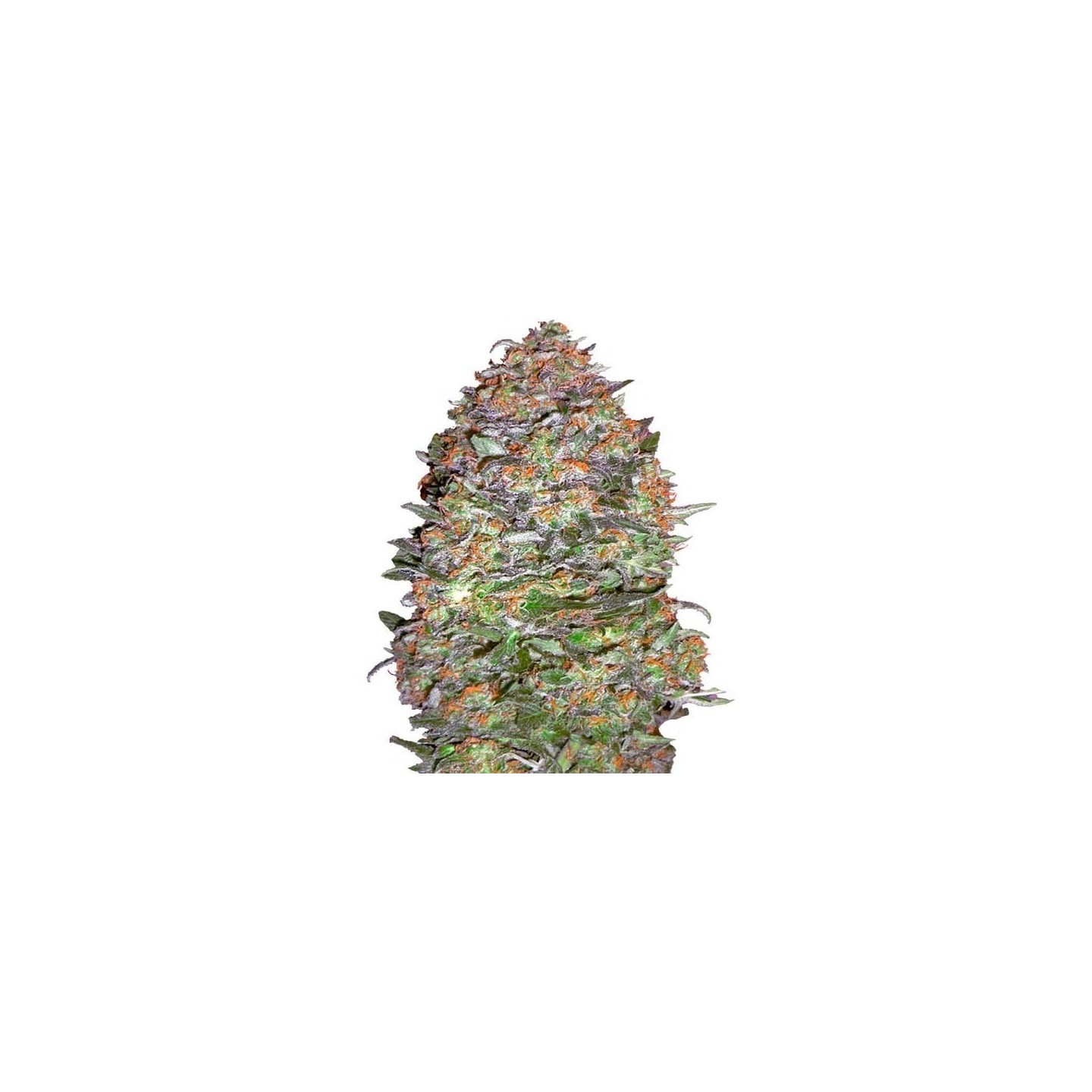 Nyc Diesel Autofloreciente Feminizada de Advanced Seeds