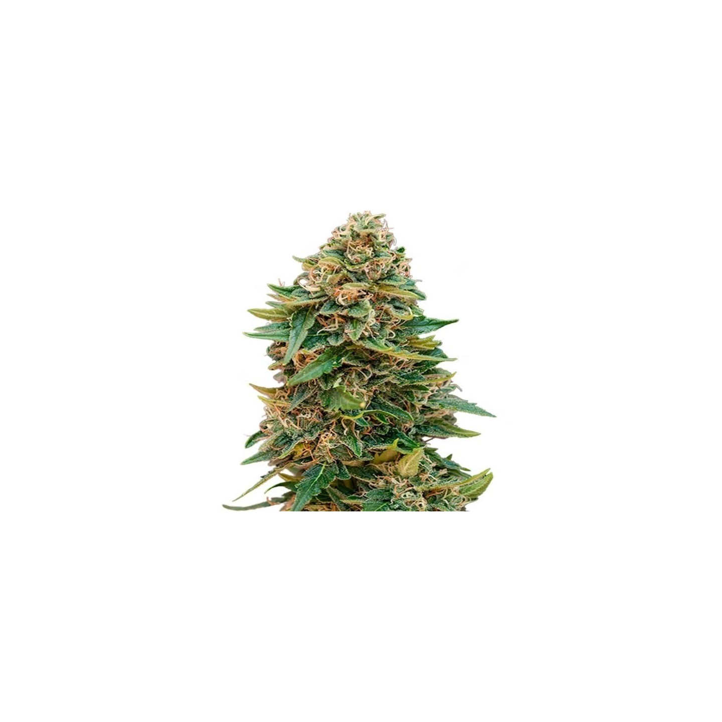 Skunk 47 Autofloreciente Feminizada de Advanced Seeds