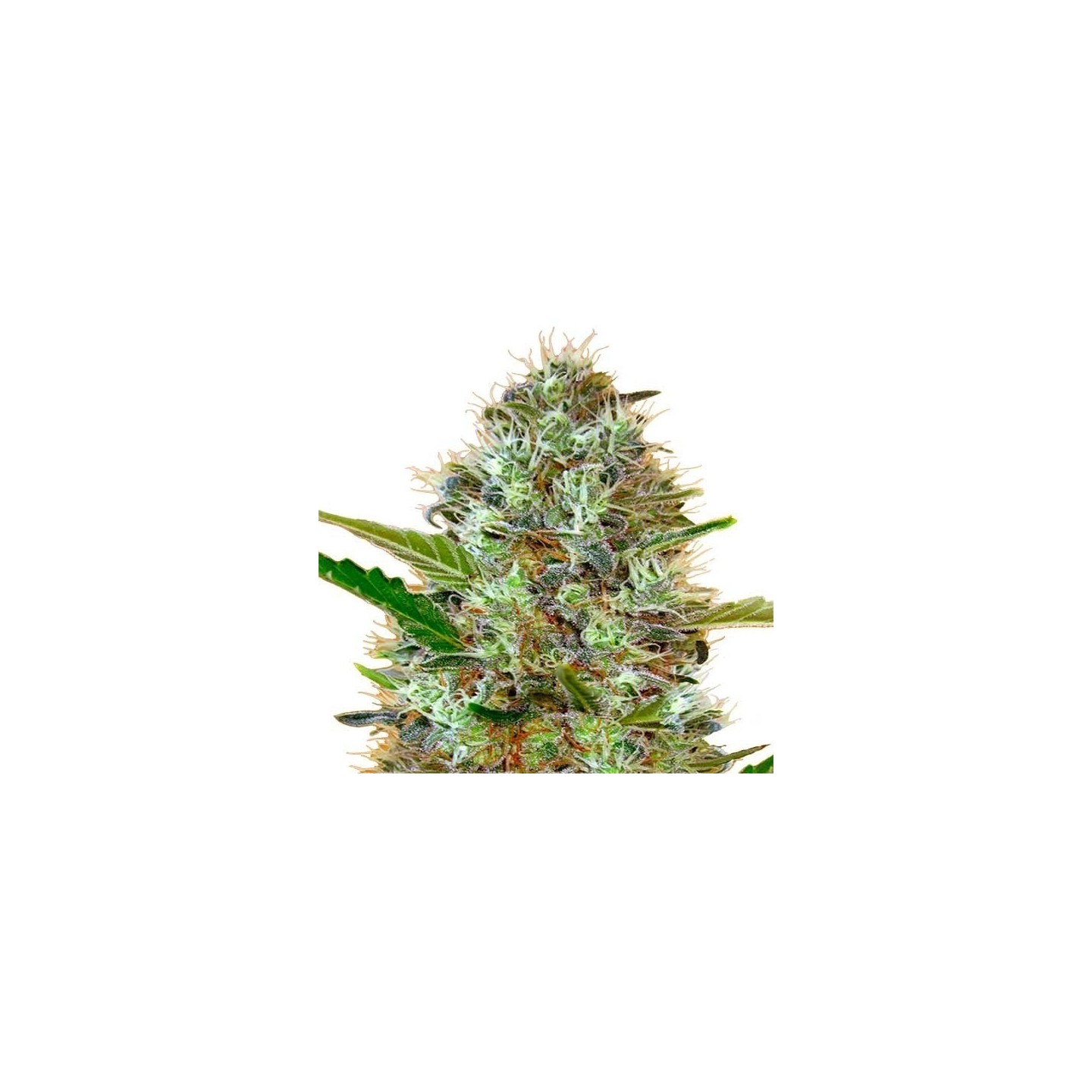 Somango Autofloreciente Feminizada de Advanced Seeds