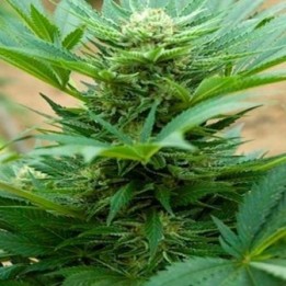 Automatik Mix Autofloreciente Feminizada de Advanced Seeds