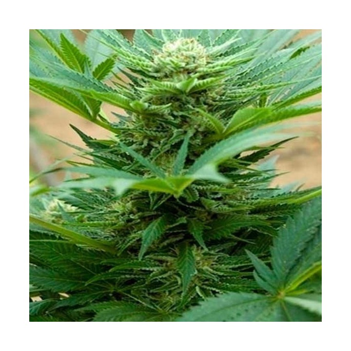Automatik Mix Autofloreciente Feminizada de Advanced Seeds