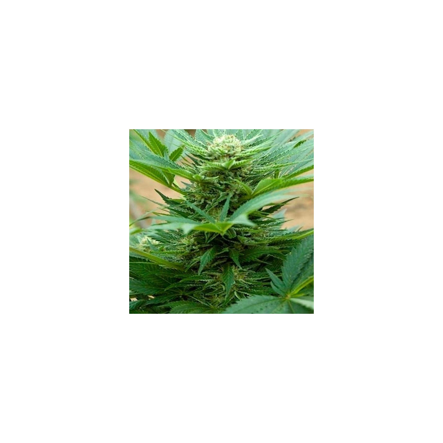 Automatik Mix Autofloreciente Feminizada de Advanced Seeds